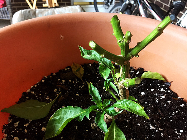Carolina Reaper trimmed down to nothing