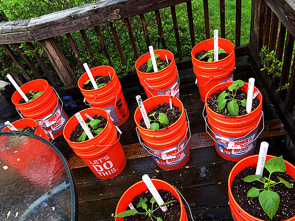 Pepper plants in buckets