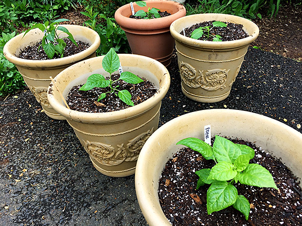 Potted pepper plants