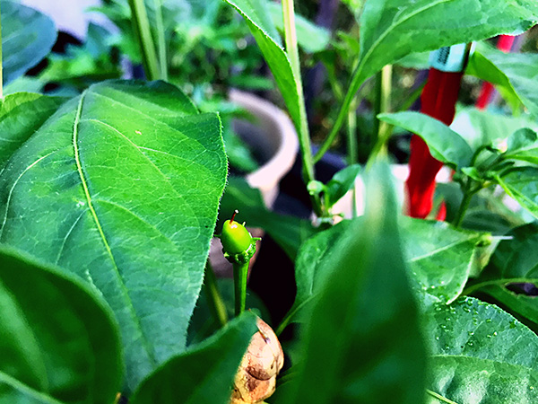 Aji Limon pepper plant