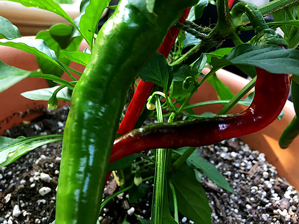 Hot Portugal peppers ripening