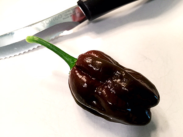 Photo of Black Congo pepper