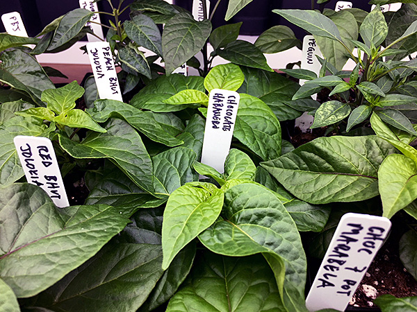 pepper plants