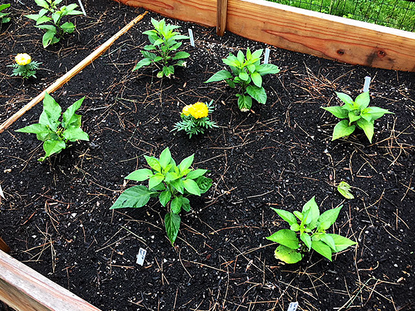 Pepper Plants
