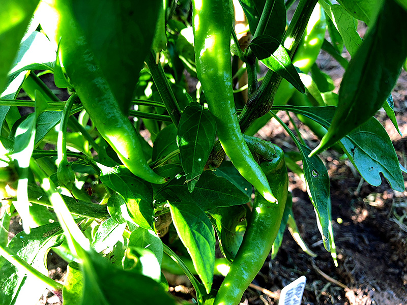 Golden Cayenne peppers