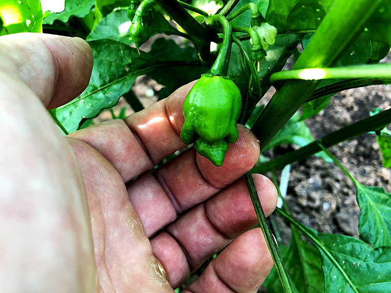 Red Scorpion peppers