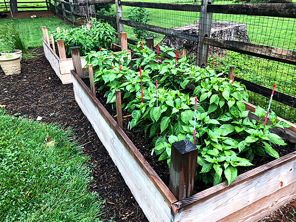 Pepper plants in raised beds