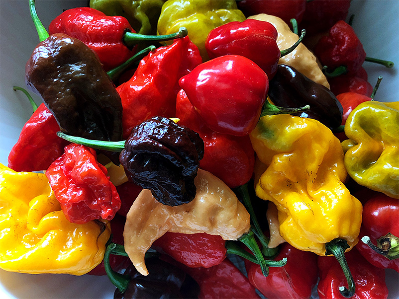 Pepper varieties – shapes and colors