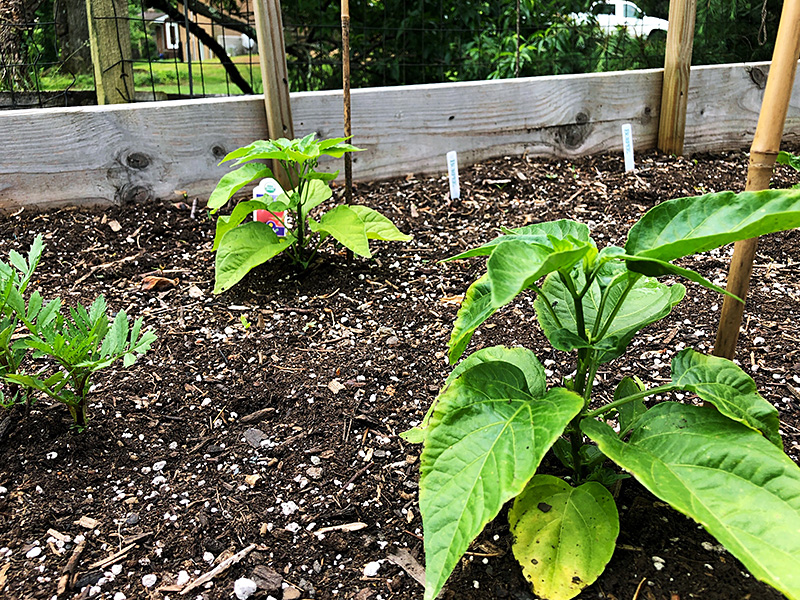 Pepper Plants