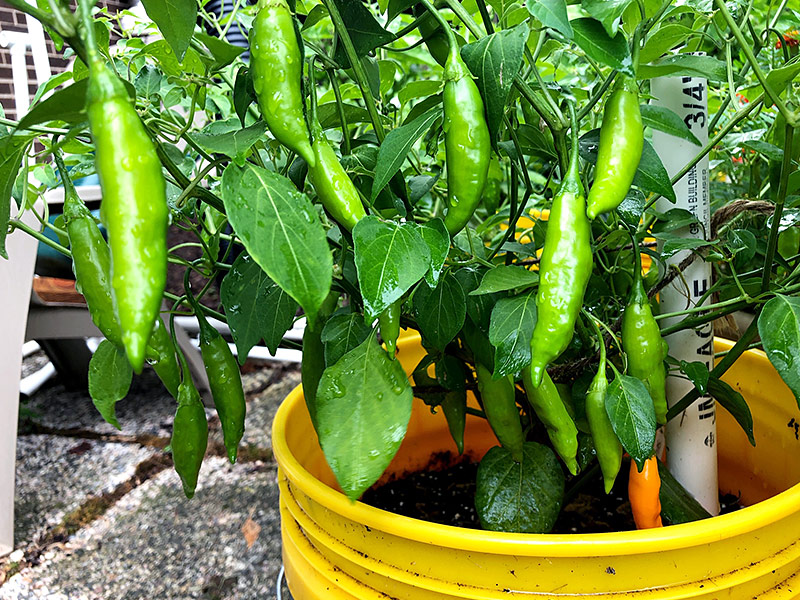 Criolla Sella pepper plant