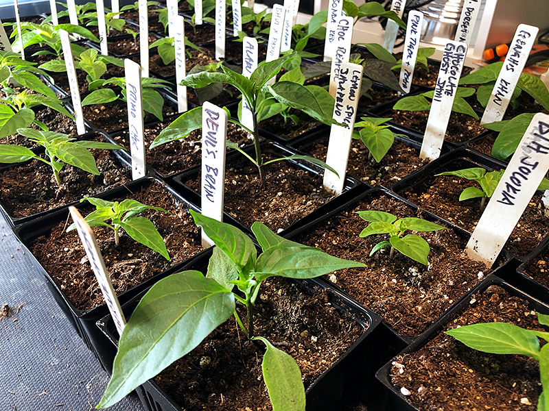 pepper seedlings