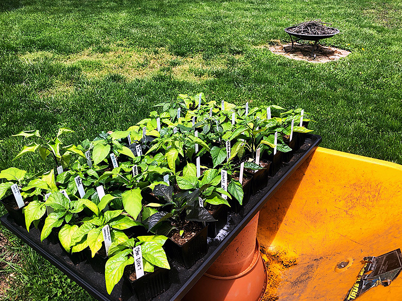pepper plants in the sun