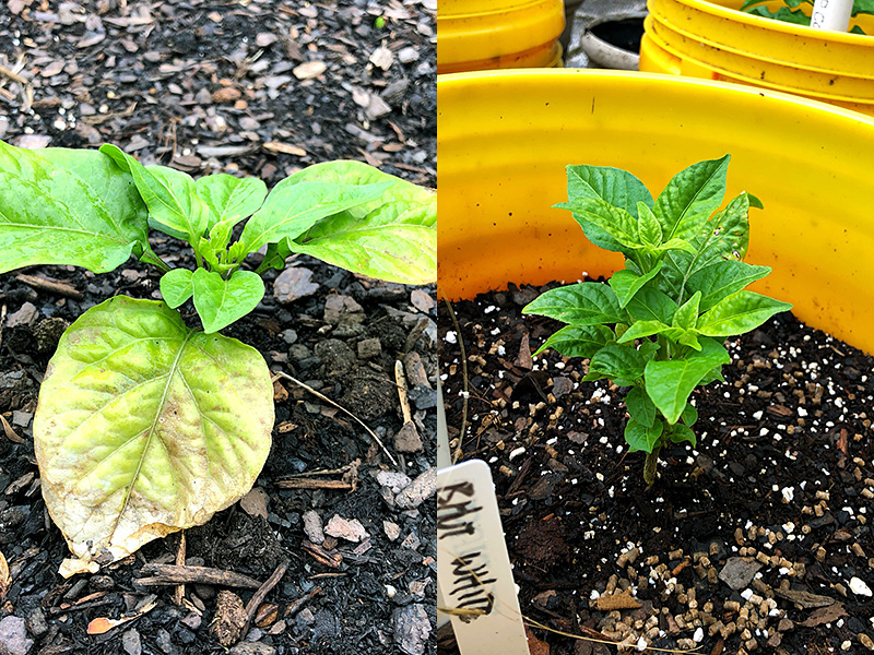pepper plant comparison photo