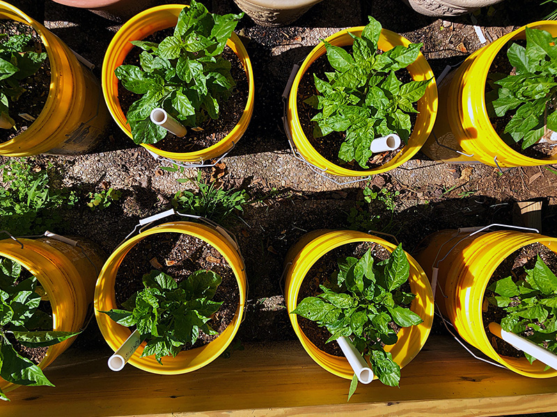 pepper plants in buckets