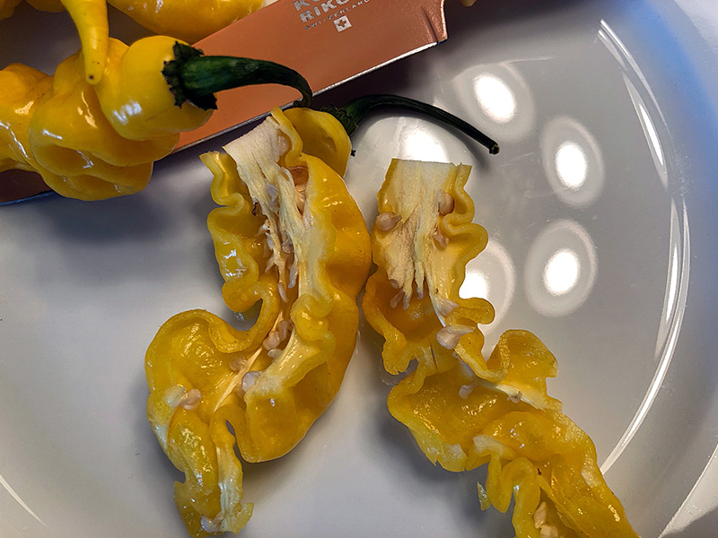 Murupi Yellow peppers