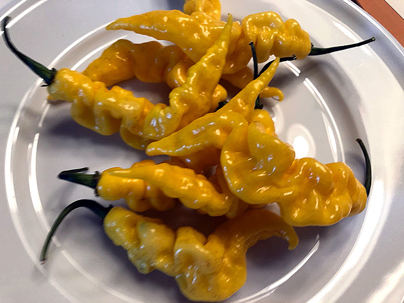Murupi Yellow peppers