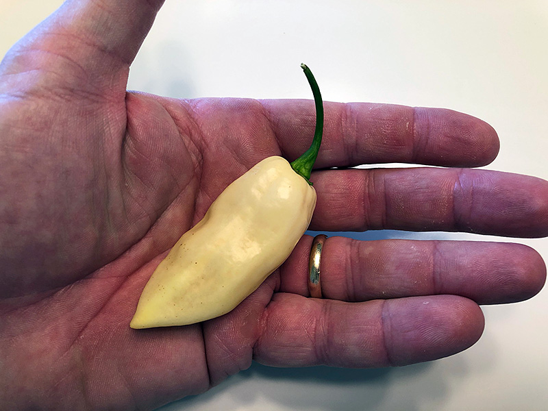 white bhut jolokia pepper