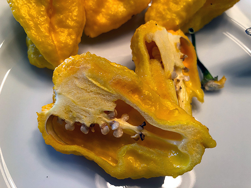 Yellow Nagabrain peppers on a plate