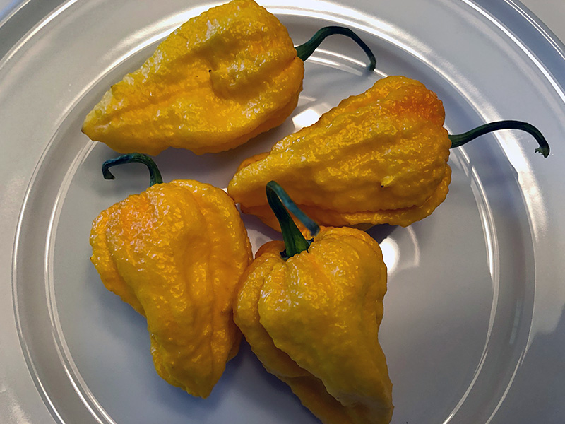 Yellow Nagabrain peppers on a plate