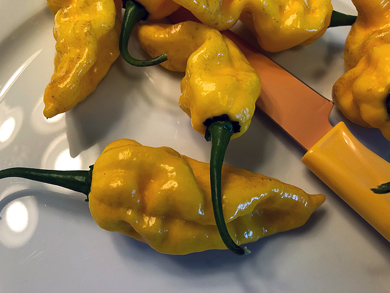 yellow dorset naga peppers