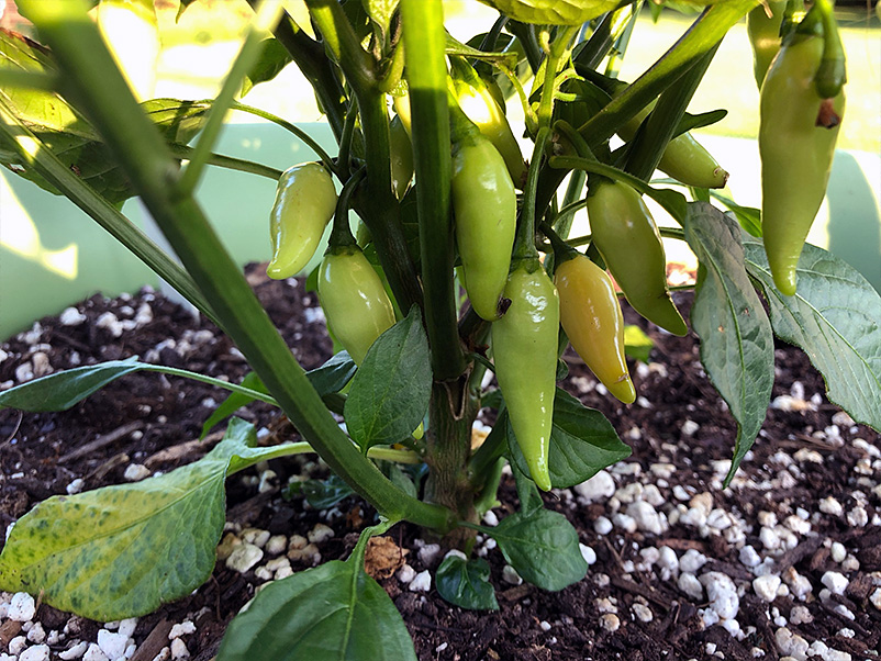 pepper plants