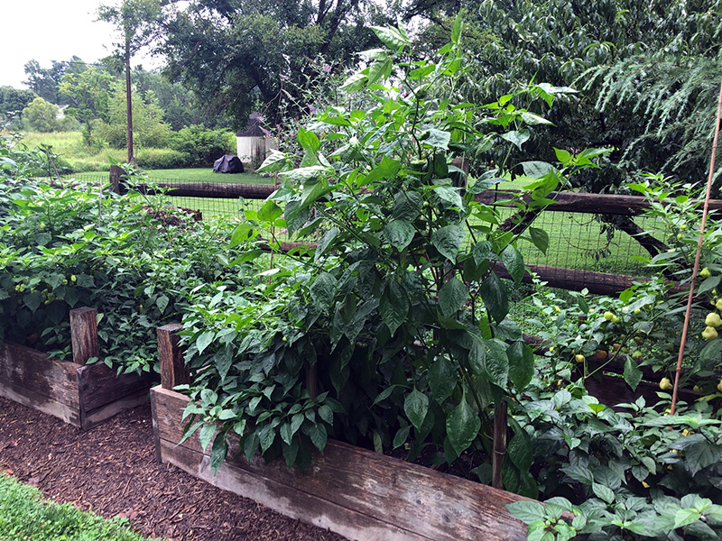 pepper plants in raised beds