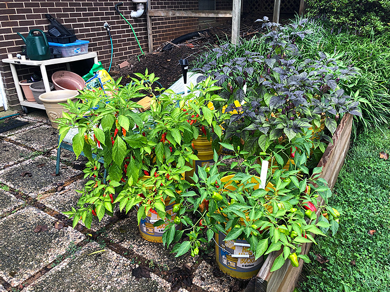 pepper plants in raised beds