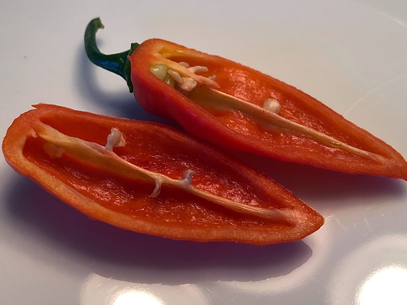 Testanera pepper plant