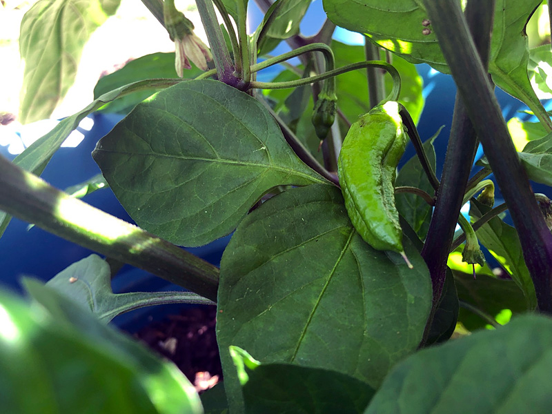 peppers ripening