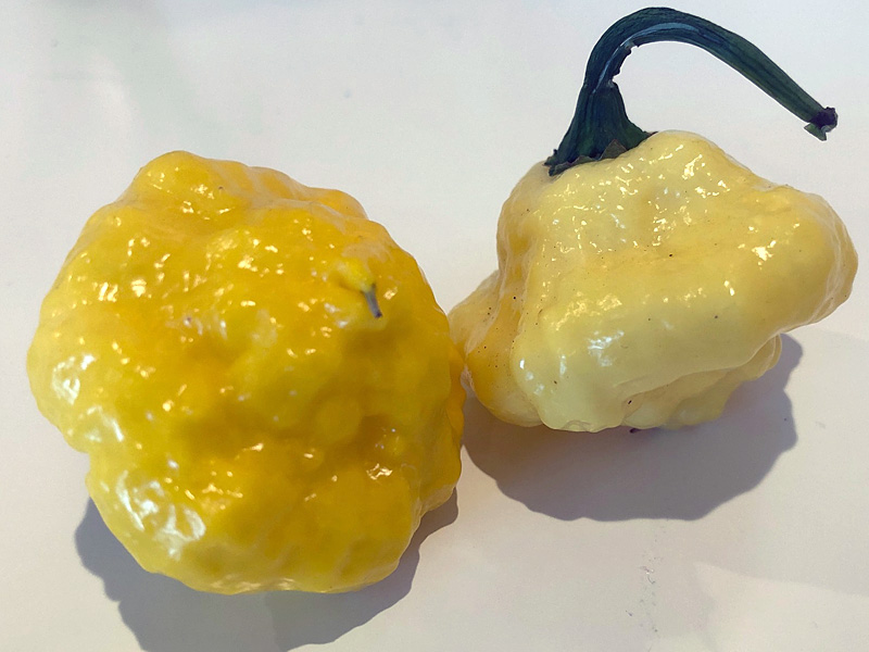 Lemon StarrBurst pepper