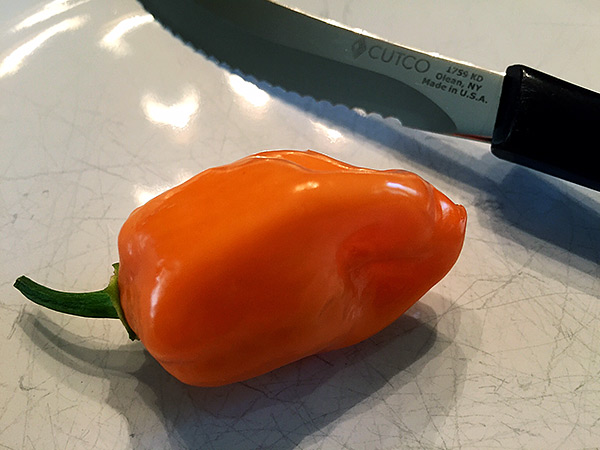 Habanero pepper ready for tasting