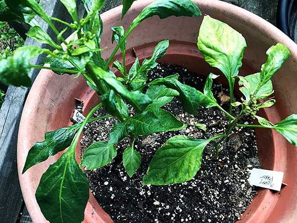 Mystery Peppers