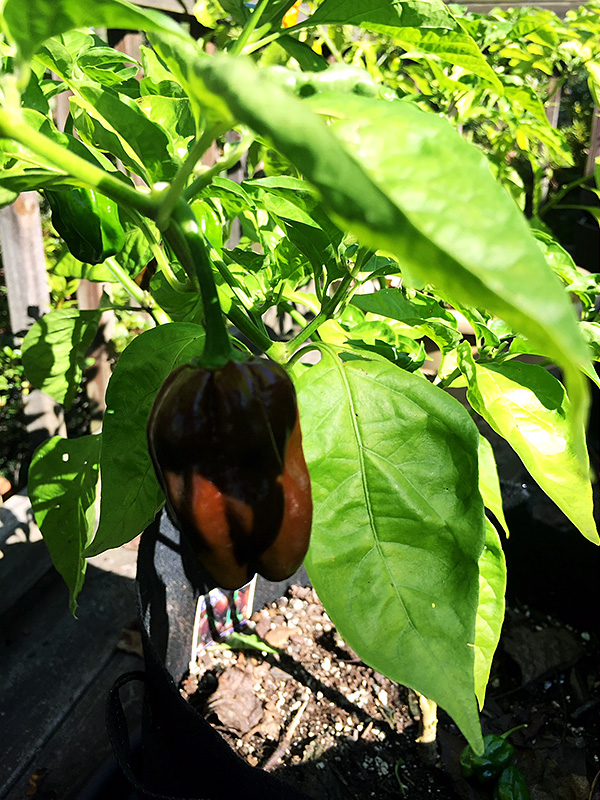 Photo of Black Congo pepper plant