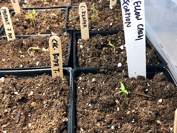 superhot pepper seedlings