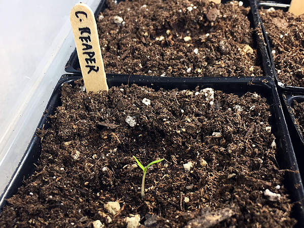 Carolina Reaper Seedling