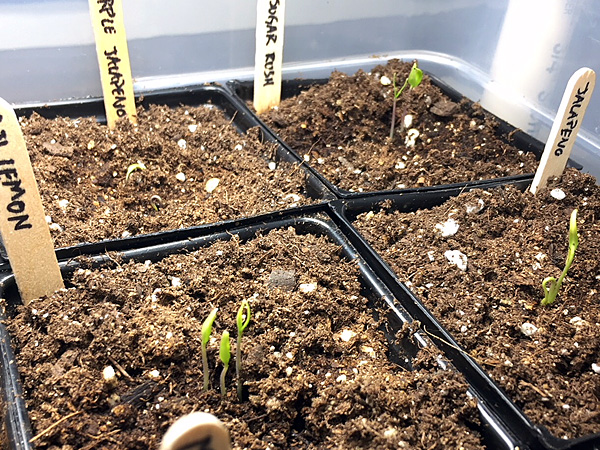 More pepper seedlings