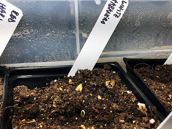 white habanero pepper seedling