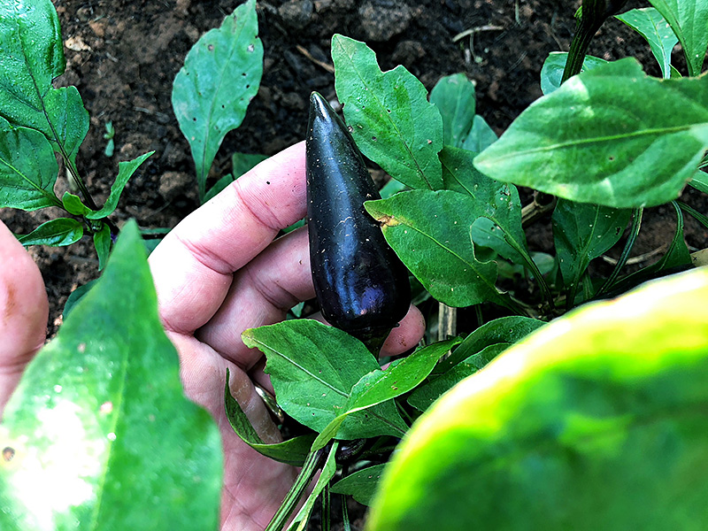 Purple Jalapeno peppers