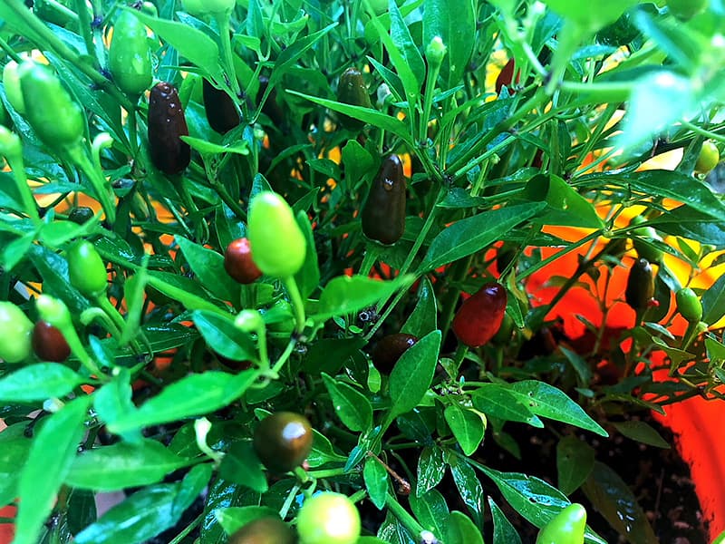 Pequin peppers ripening.
