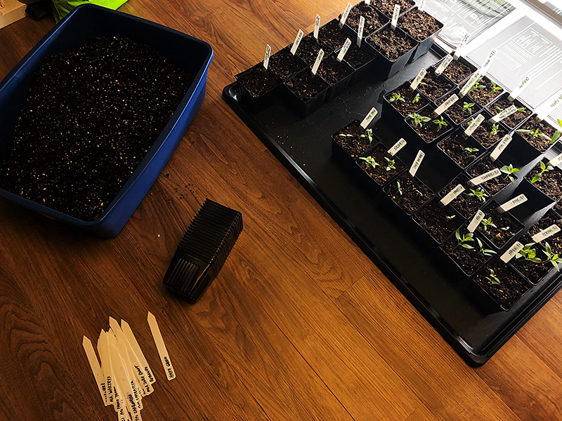 repotting pepper seedlings
