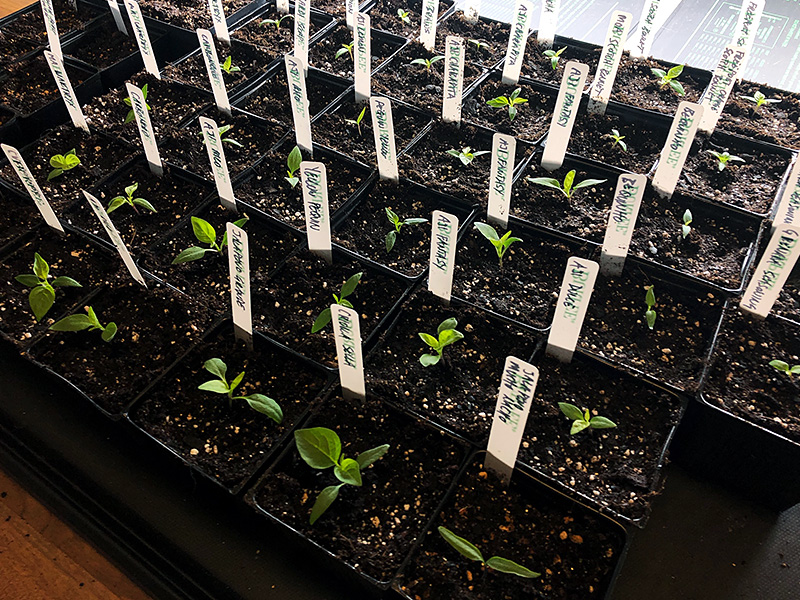 repotting pepper seedlings