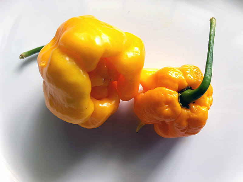 Yellow Scorpion pepper