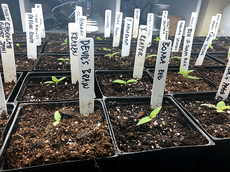 re-potted pepper seedlings