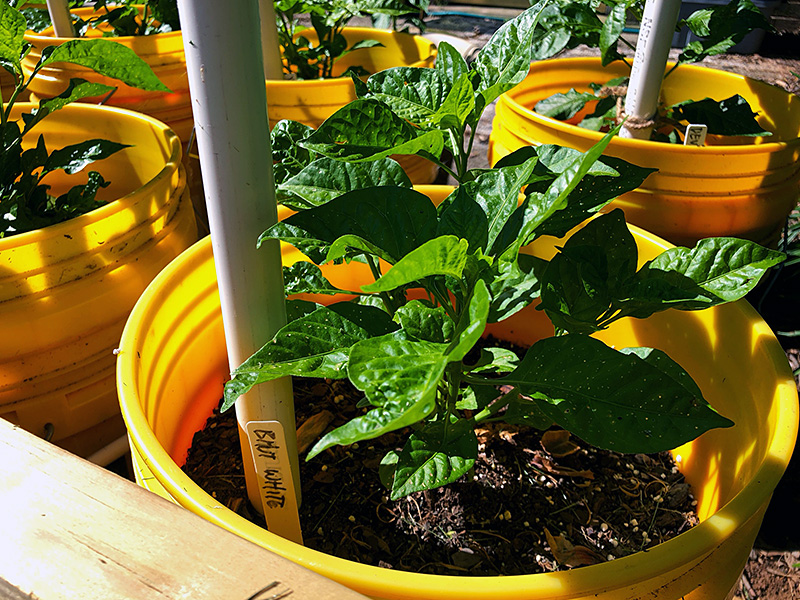 pepper plants in buckets