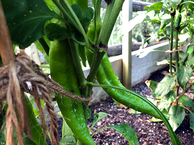 hatch pepper plant