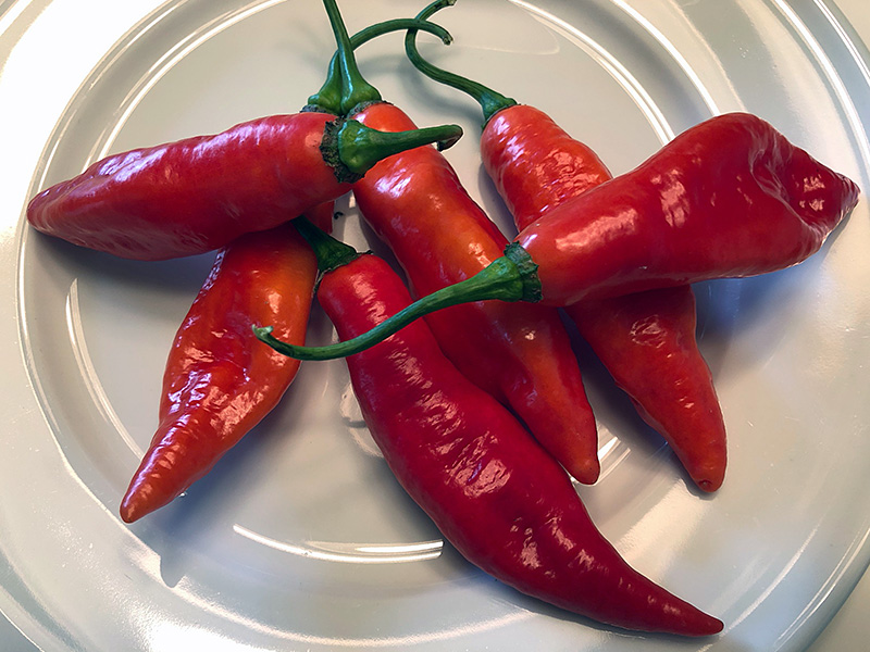 Ajo Rojo peppers