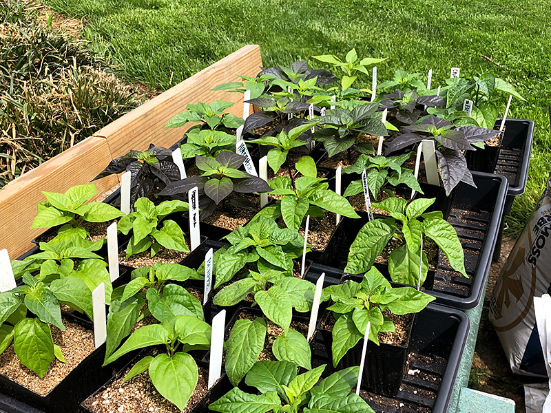 pepper plants outside