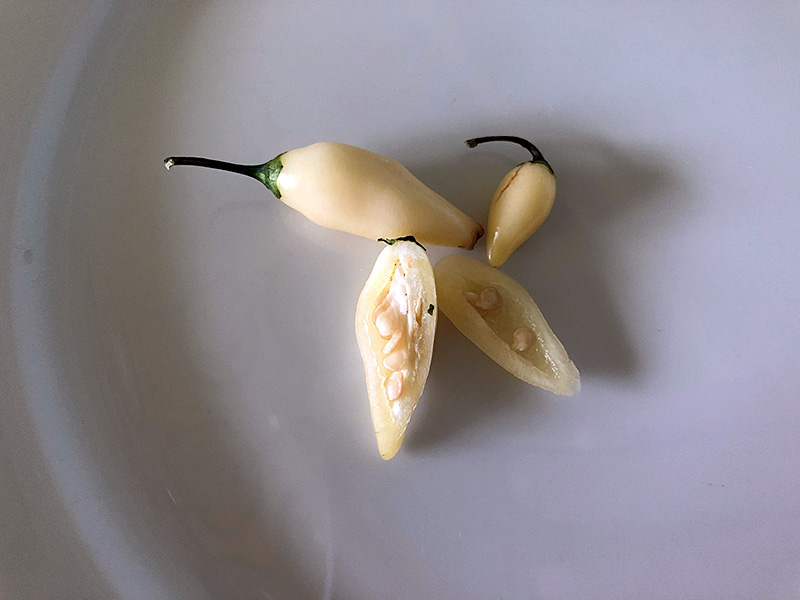 Chupetinho white peppers