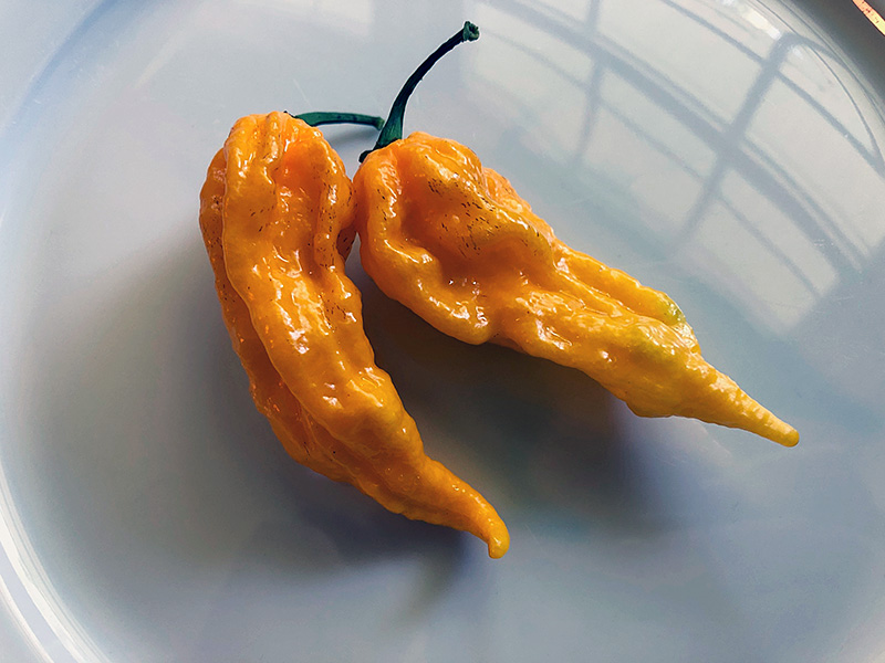 fatalii peppers