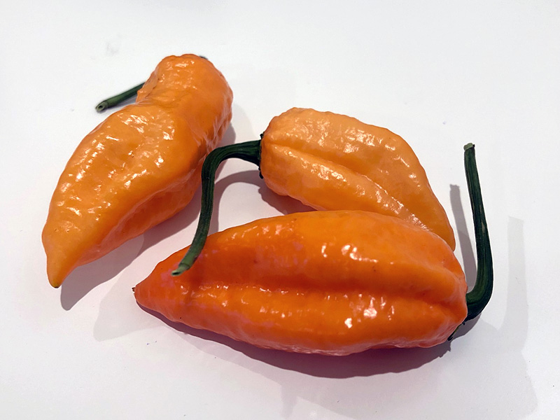 Peach Bhut Jolokia peppers